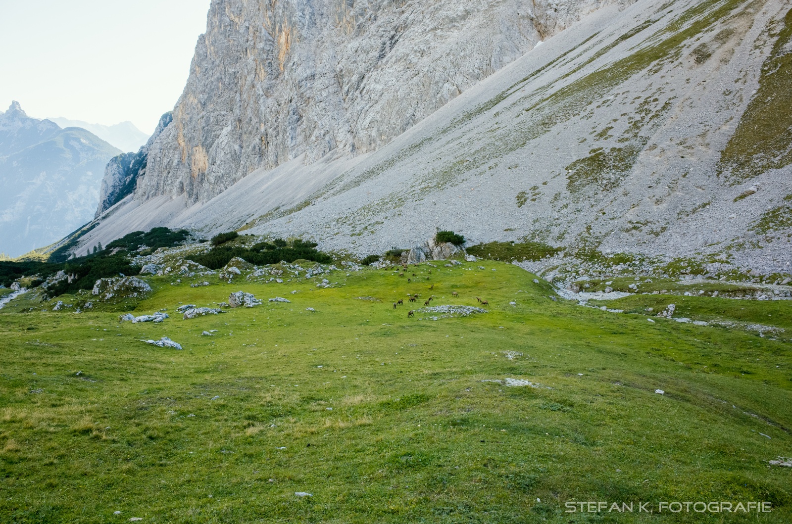 Ein Gämsenrudel unterhalb der Gehrenspitz-Nordwand